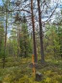VIETTOLA 911-411-3-3 määräala, Rumo 1