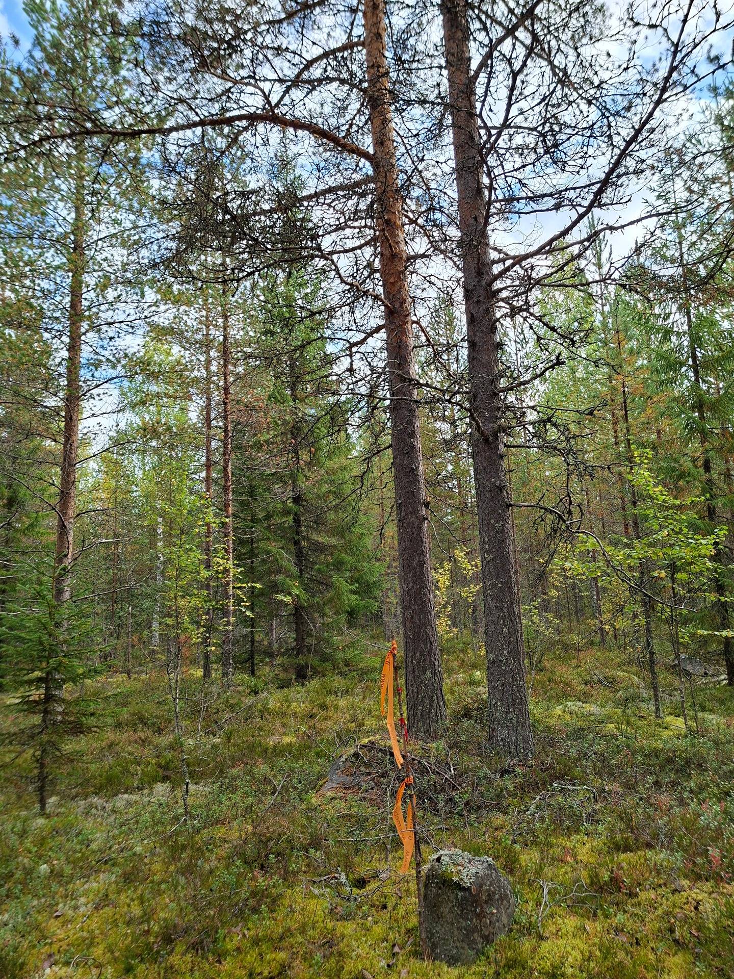 VIETTOLA 911-411-3-3 määräala, Rumo 1