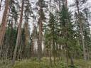 746-405-96-9 JOKIRINNE, MÄÄRÄALA 1