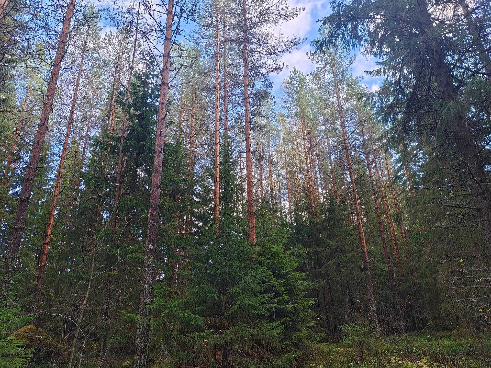 Toholampi Sahanperä konkelokangas 37:39 pinta-ala 18,27 ha 1