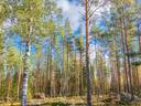 Isokyrö, Murron metsätie, Luoma 152-404-8-18, määräala 1