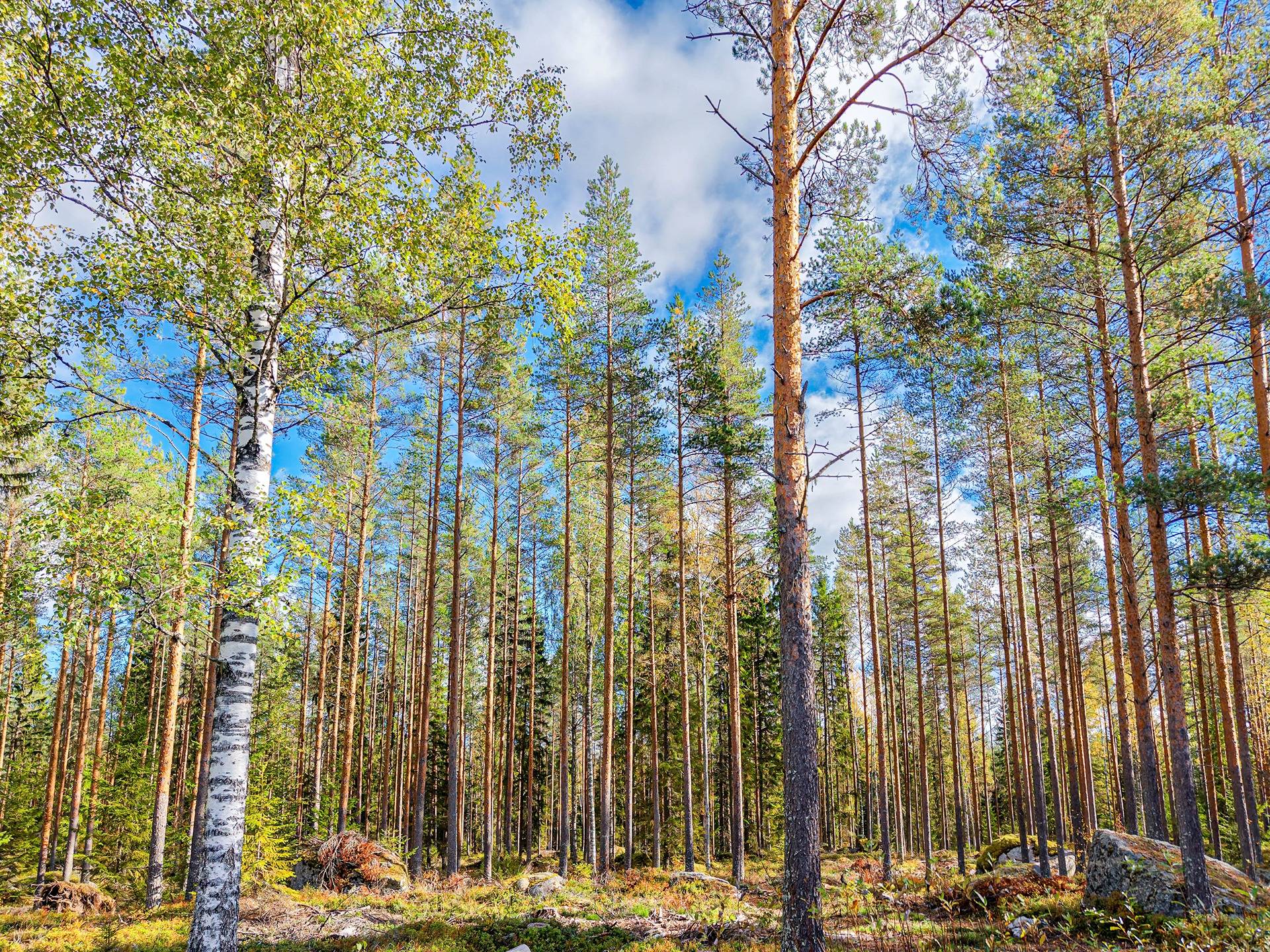 Isokyrö, Murron metsätie, Luoma 152-404-8-18, määräala 1