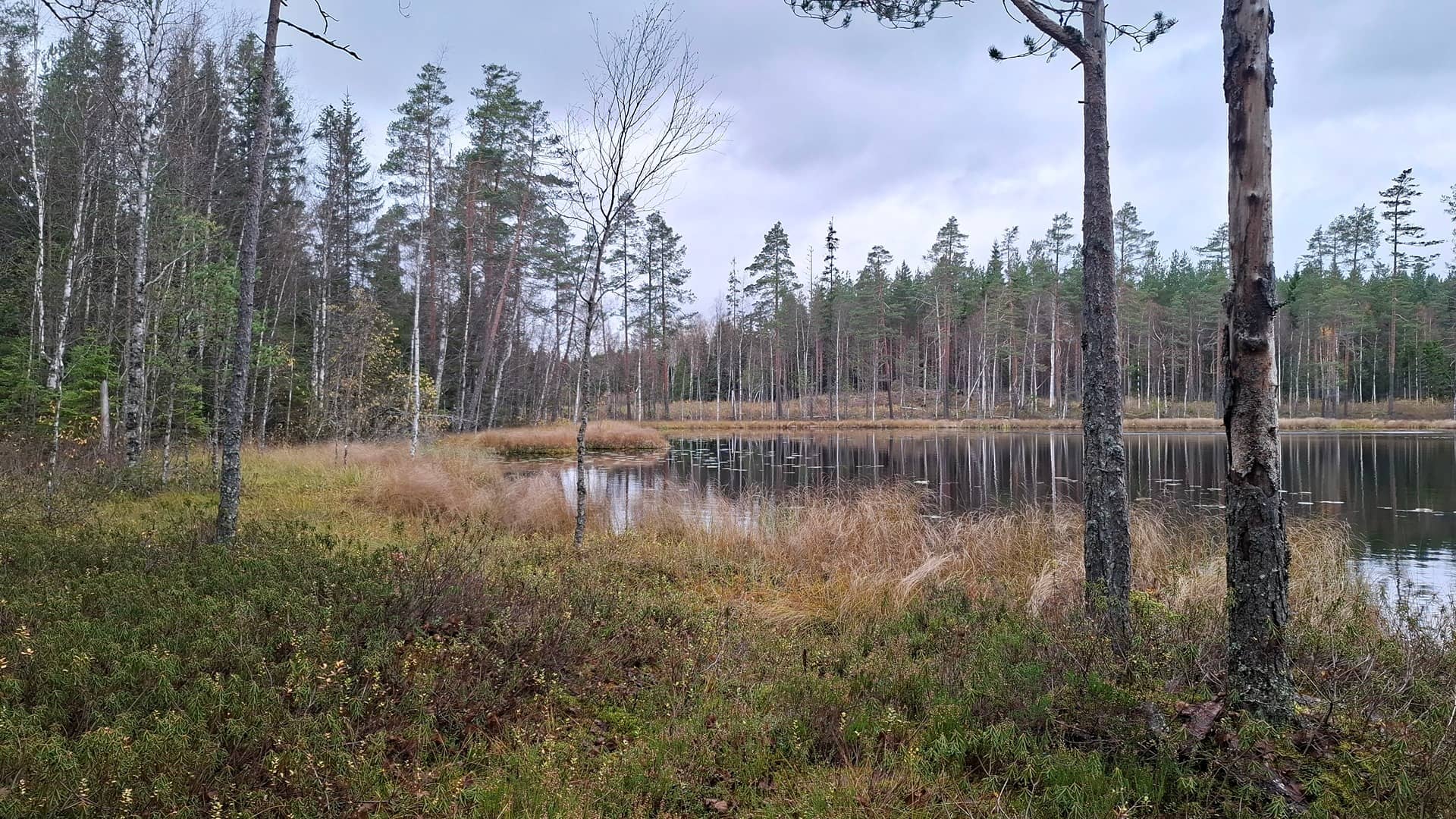 Määräala metsää tilasta HELAKALLIO 1:39, Vammala/ Sastamala 1