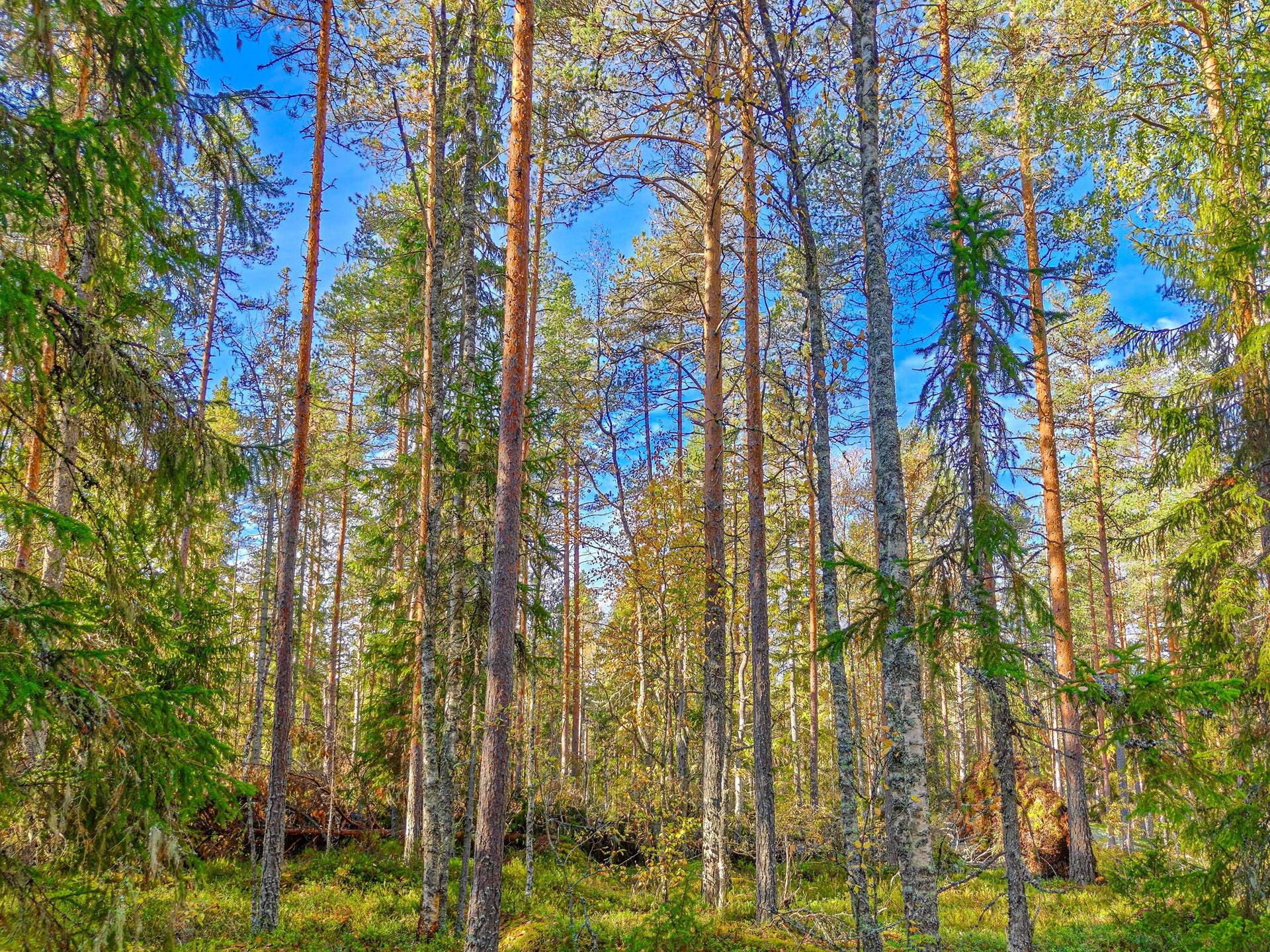 Kauhava, Ylihärmä, Saarela 233-427-18-1 1