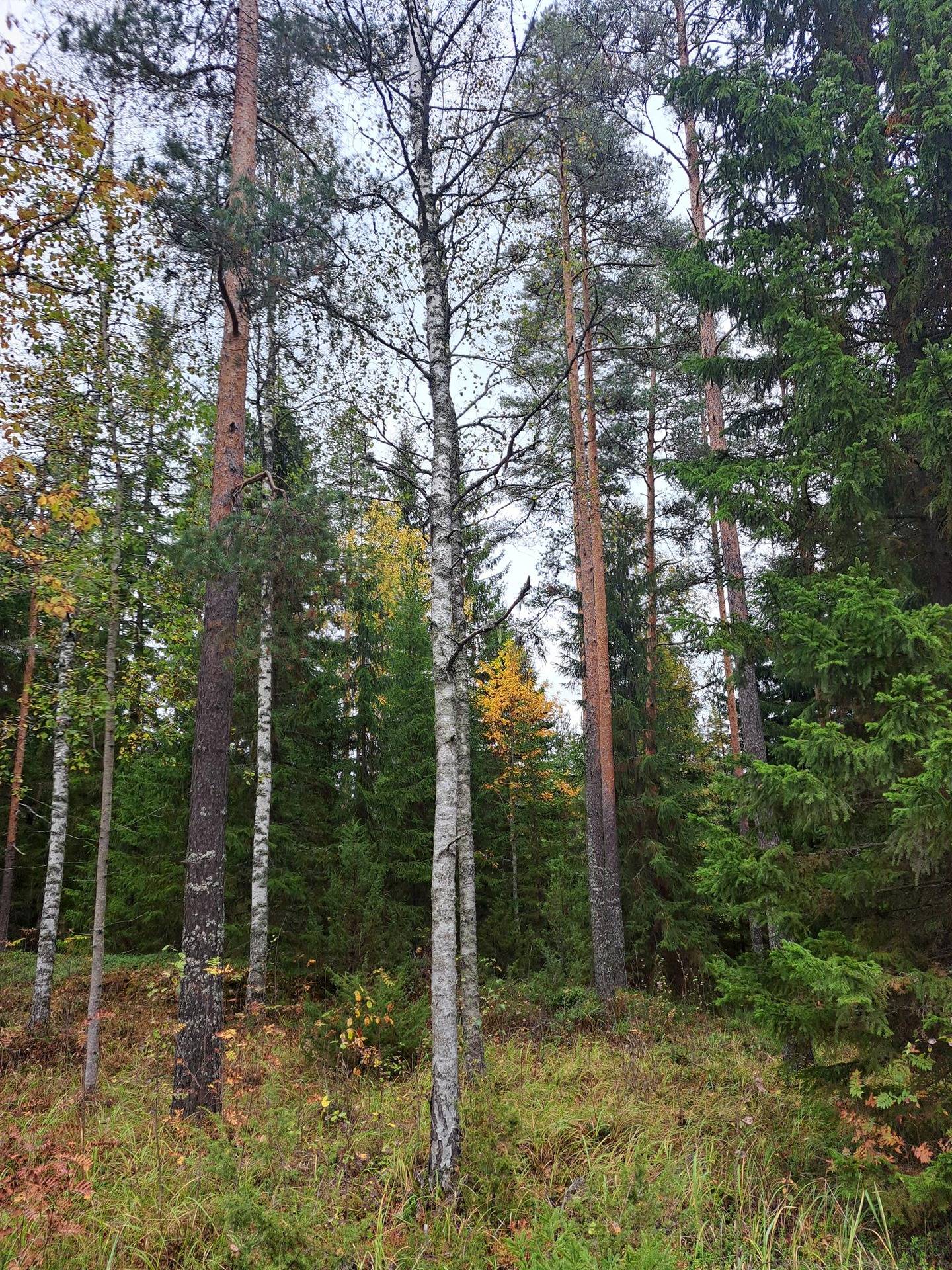 KALLIOMÄKI 151-406-11-5 1