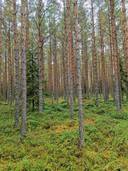 Metsätila (Määräala), noin 6,8 ha, Ritvala; 50-407-4-216, Eura. 1