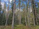 Määräalat metsää Kankaanpään Honkajoella. 1