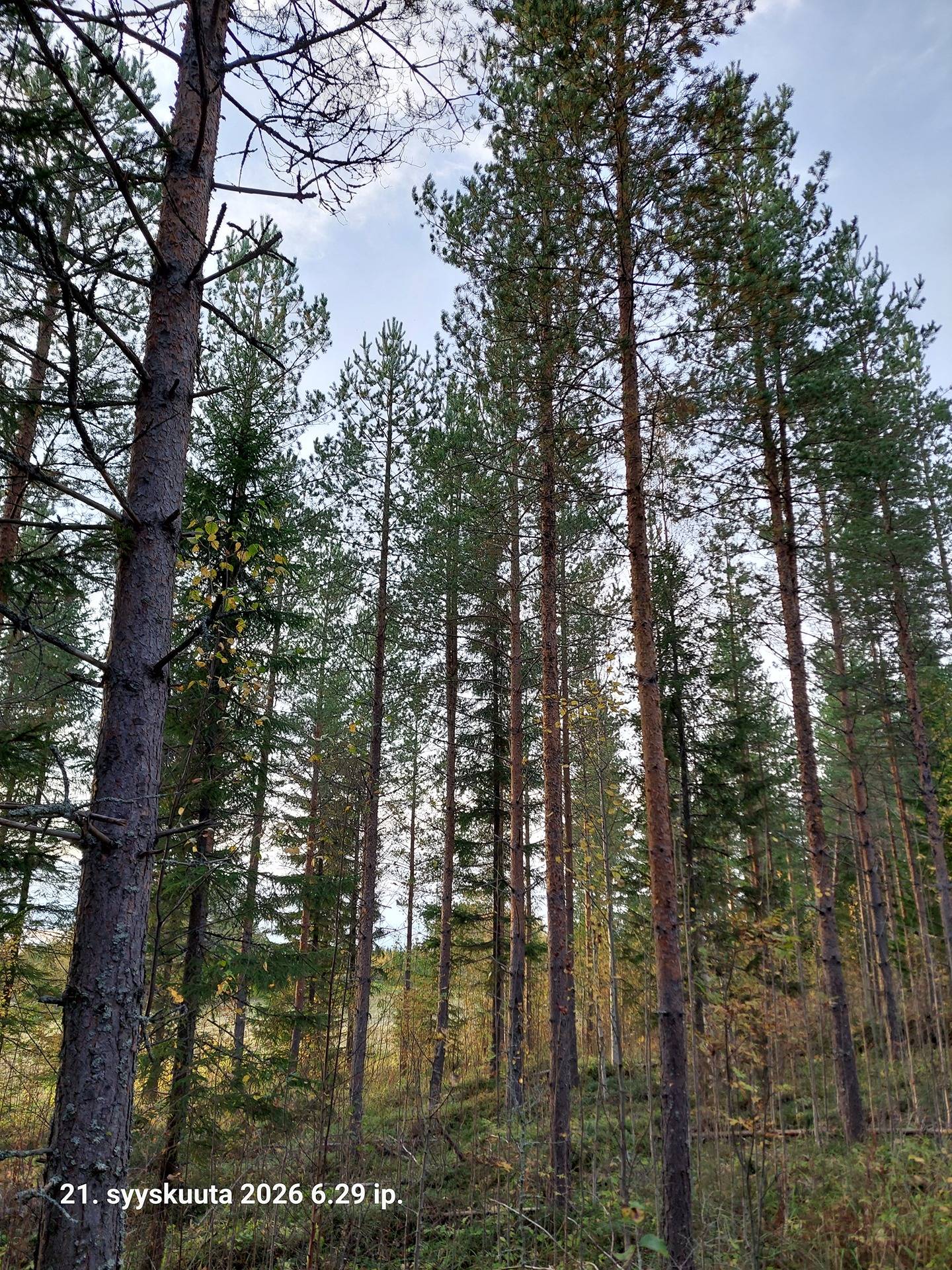 749-402-10-18 Yläpalsta 1