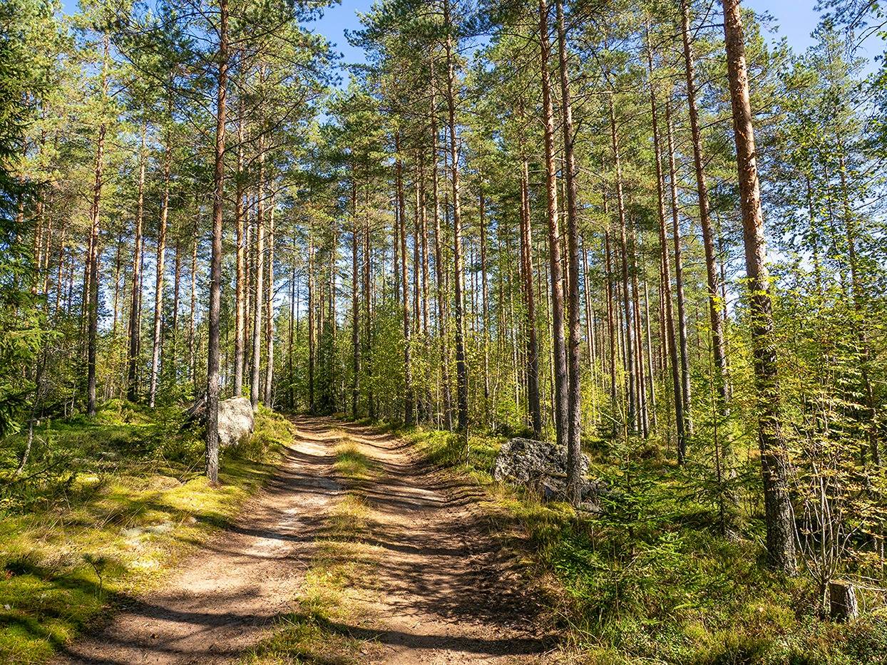 Koivumäki 739-404-5-15 ja Kuoppamäki 739-404-5-20 1