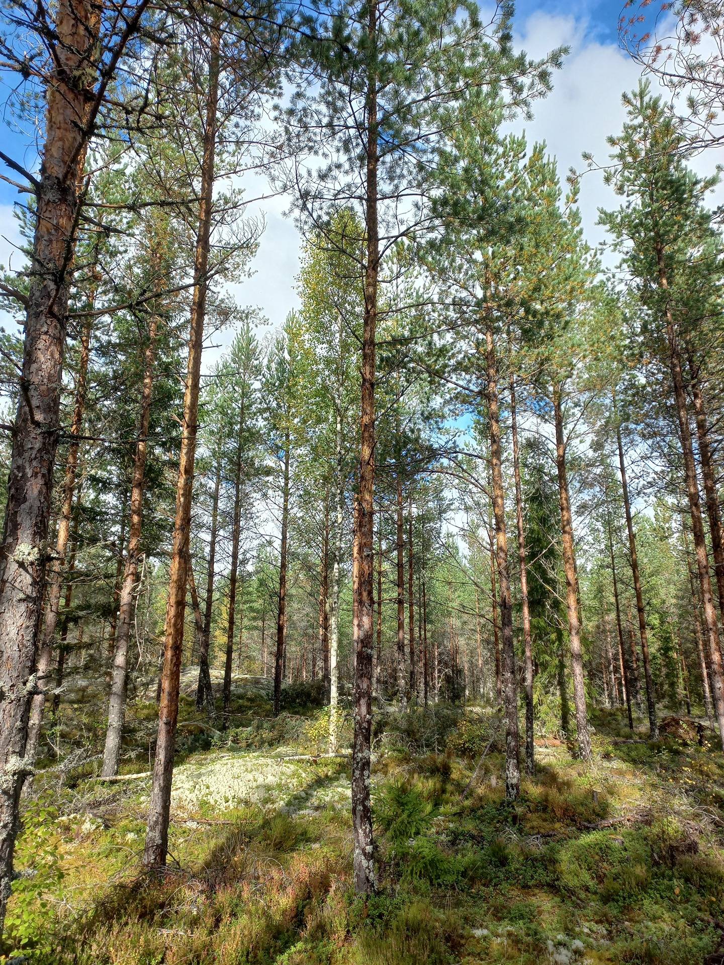 Latvamarttila 743-433-8-47 (määräala) 1