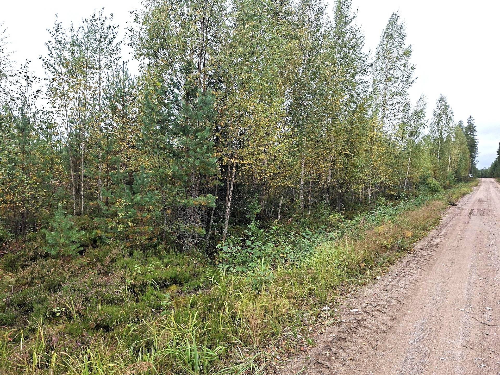 Metsätila Salojensaari 6:63 1