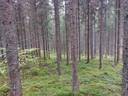 Vuorela 580-407-9-29 ja Vaarasenmäki 580-407-9-53 1