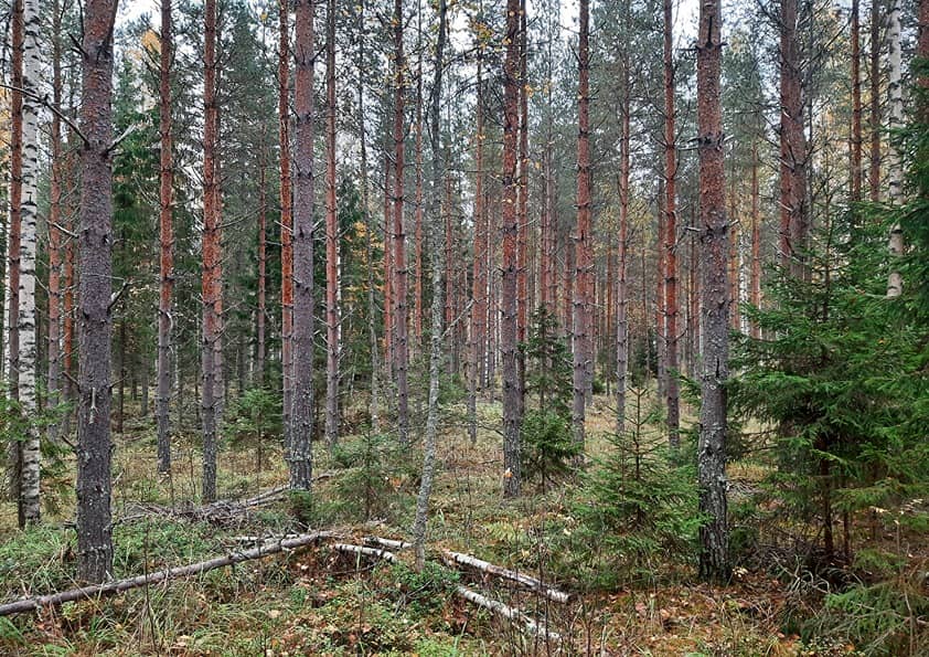 Korpisuo 21:345 (420-416-21-345) 1
