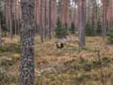 Metsätilat Välitalo II 106-405-1-137 ja Rantala I 106-405-1-140 1