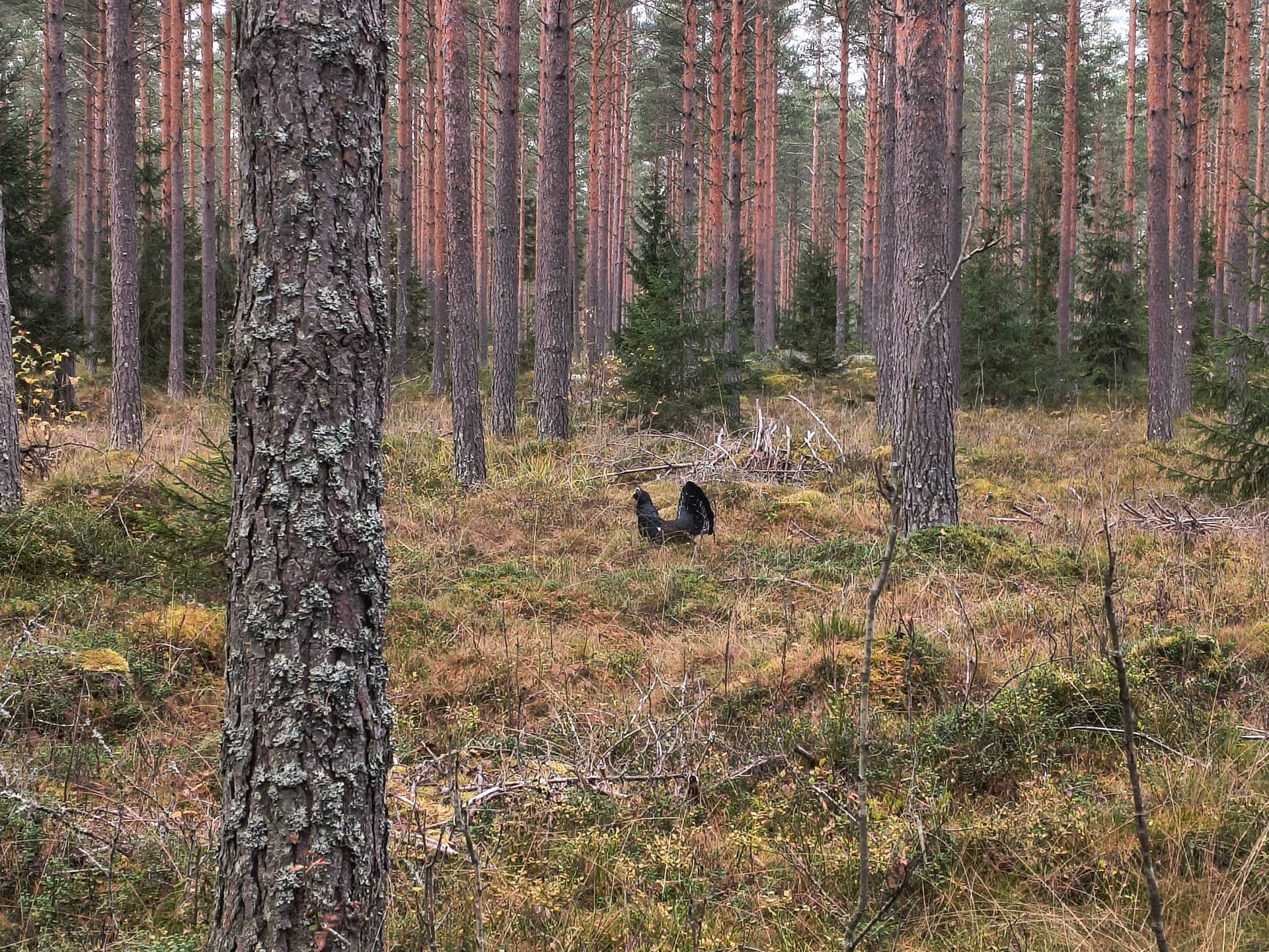 Metsätilat Välitalo II 106-405-1-137 ja Rantala I 106-405-1-140 1