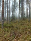 Ylämaa 420-434-4-22 1