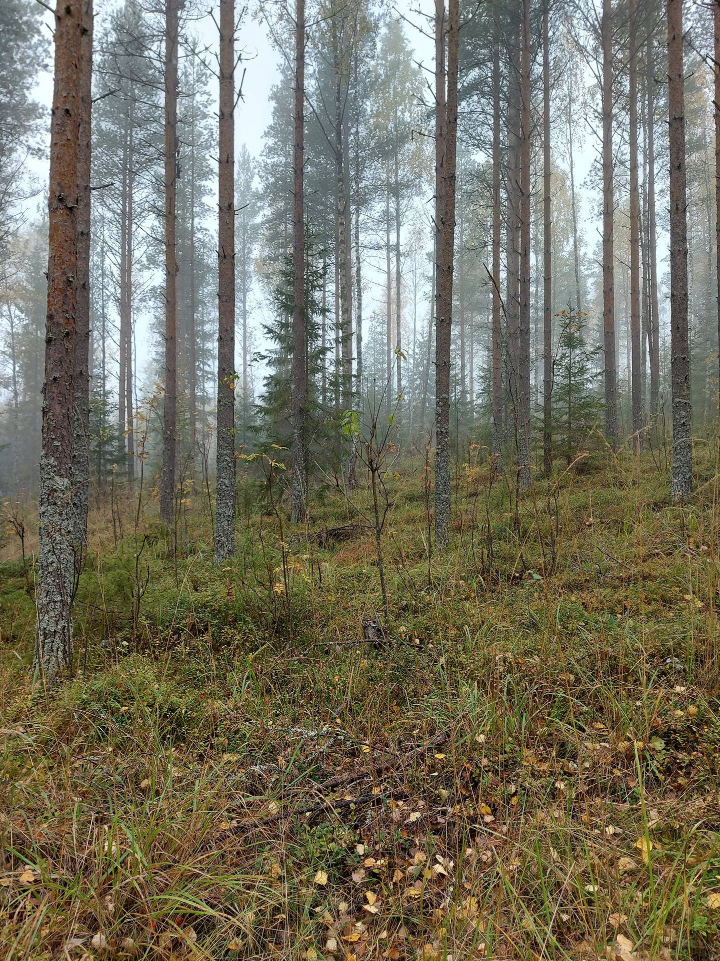 Ylämaa 420-434-4-22 1