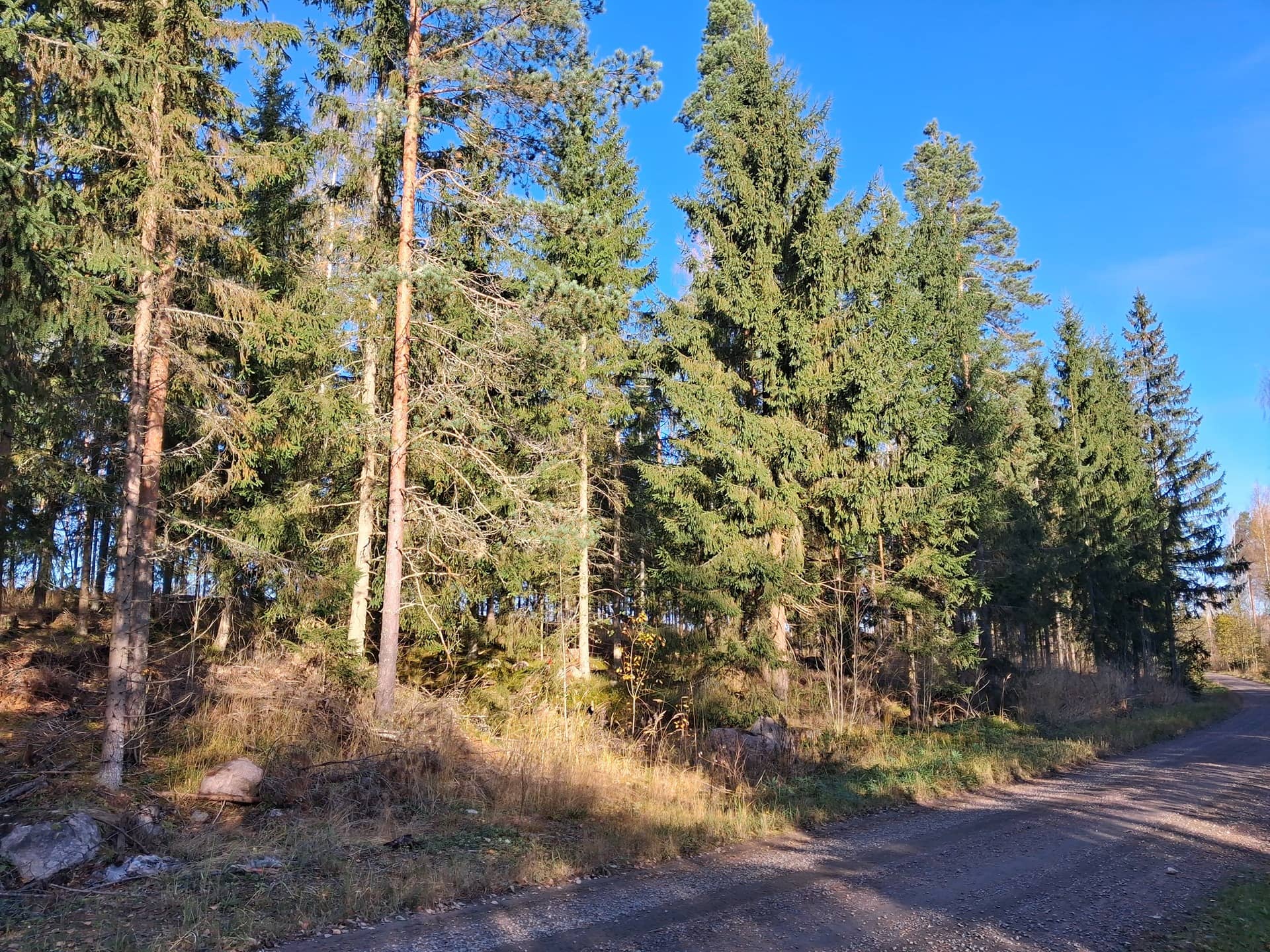 Määräala Hongisto 86-425-1-37 1