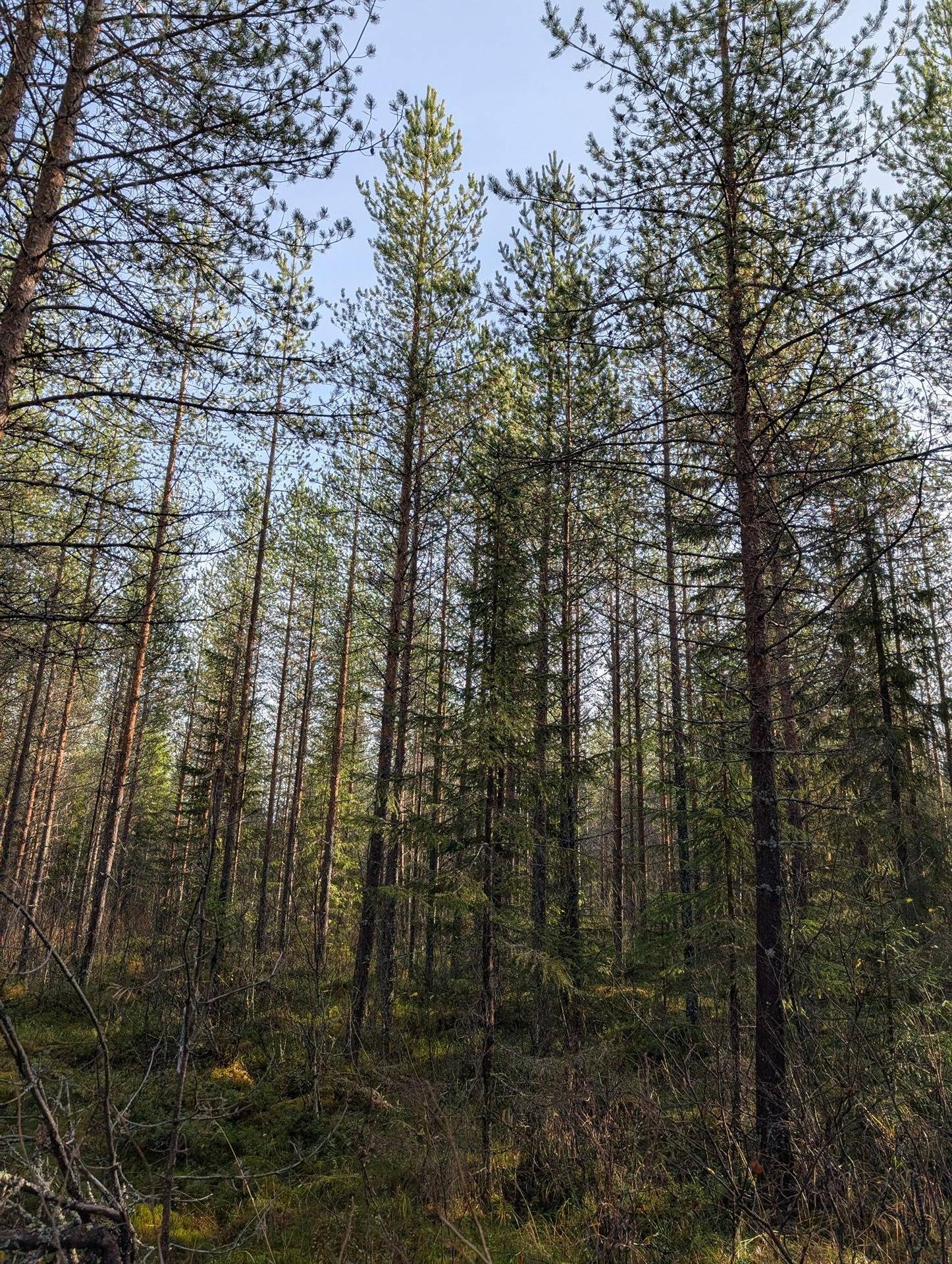Väinölä 777-409-16-41 1