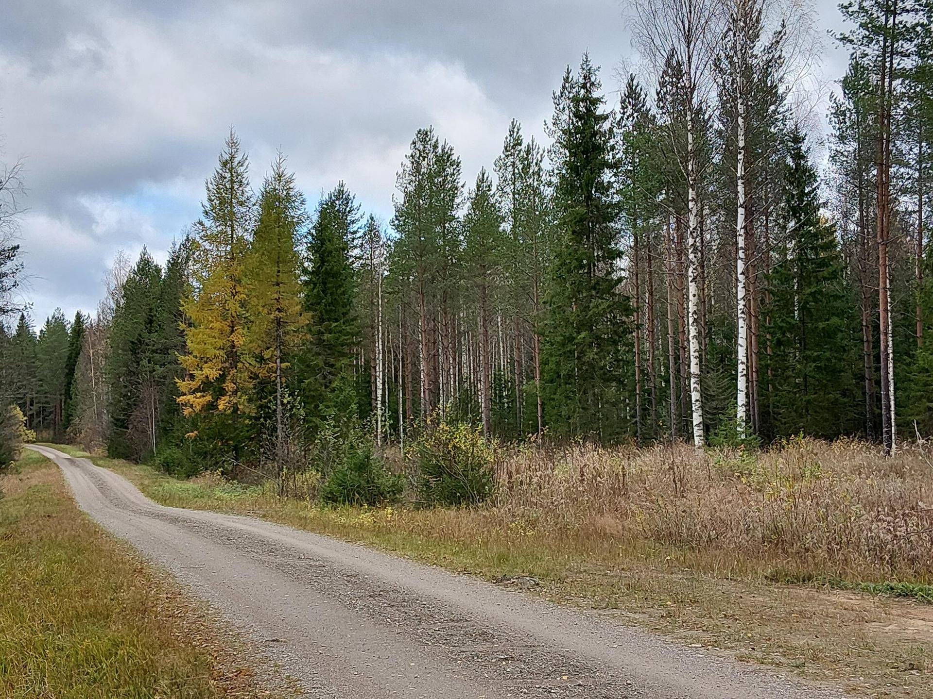KIVIAHO II 4-132 Vieremä 1