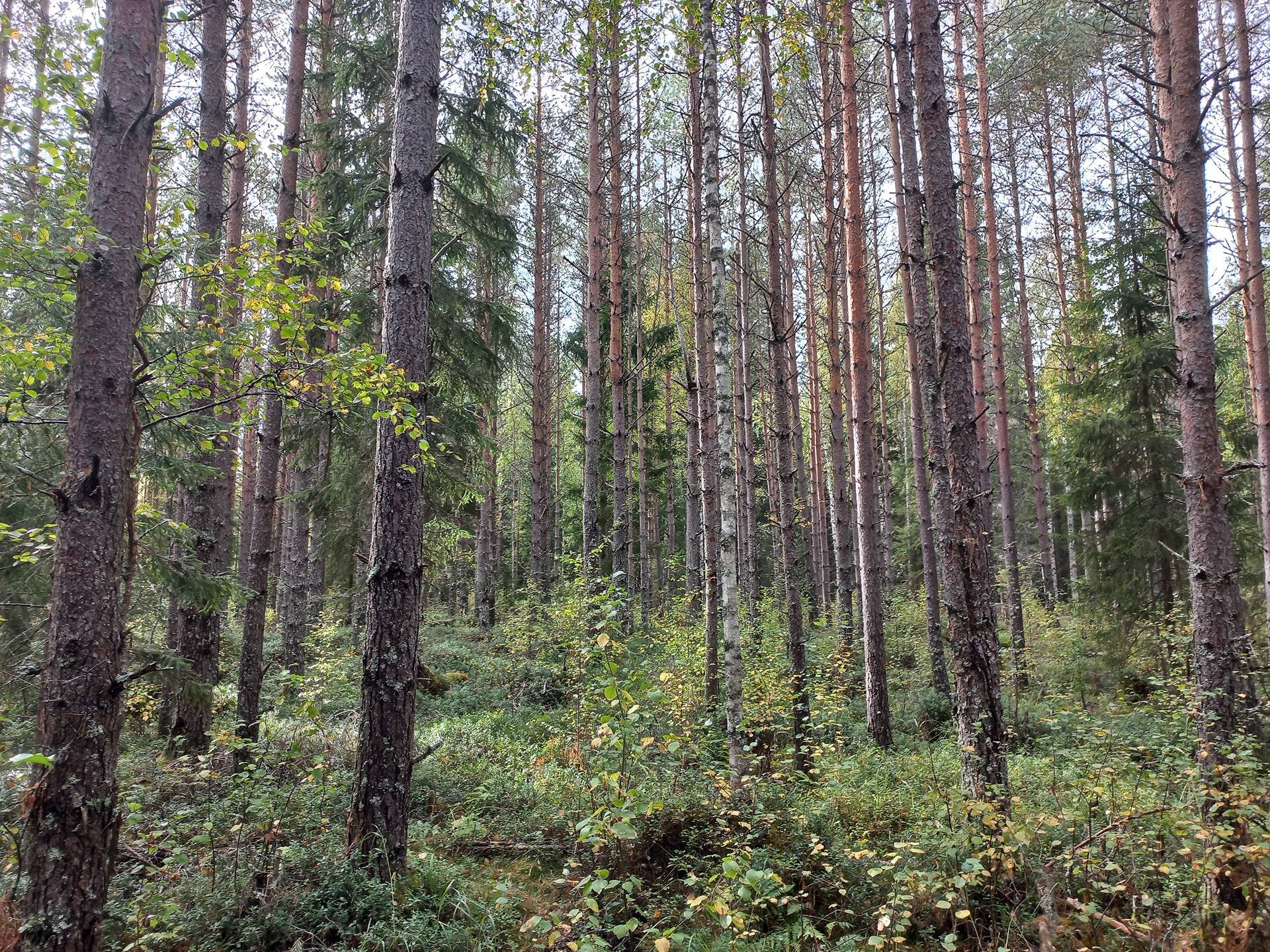 Sutela, Päntäne 1