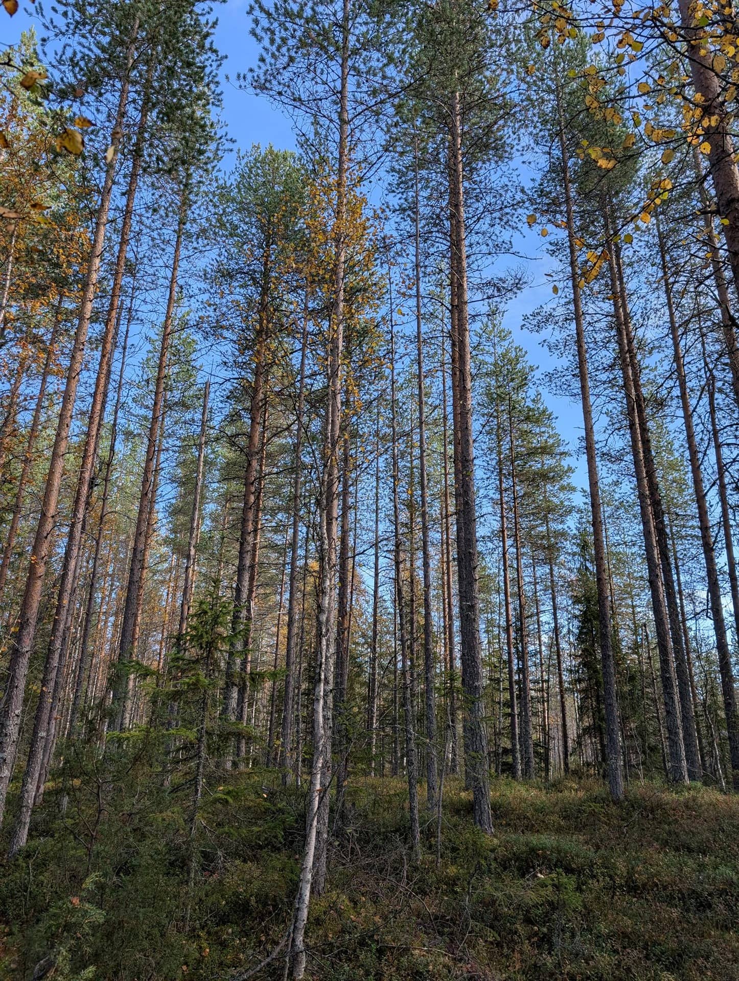 Myllykunnas 777-403-83-0 1