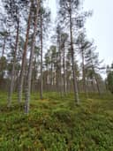Määräalat tilasta Nurkkala 748-403-5-16 1