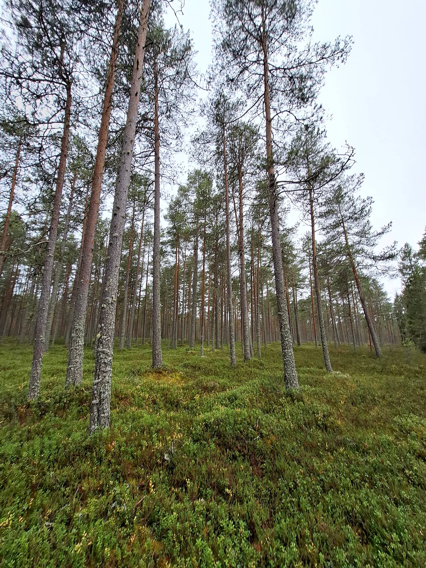 Määräalat tilasta Nurkkala 748-403-5-16 1