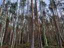 Metsäkyppelä 208-404-5-64 1
