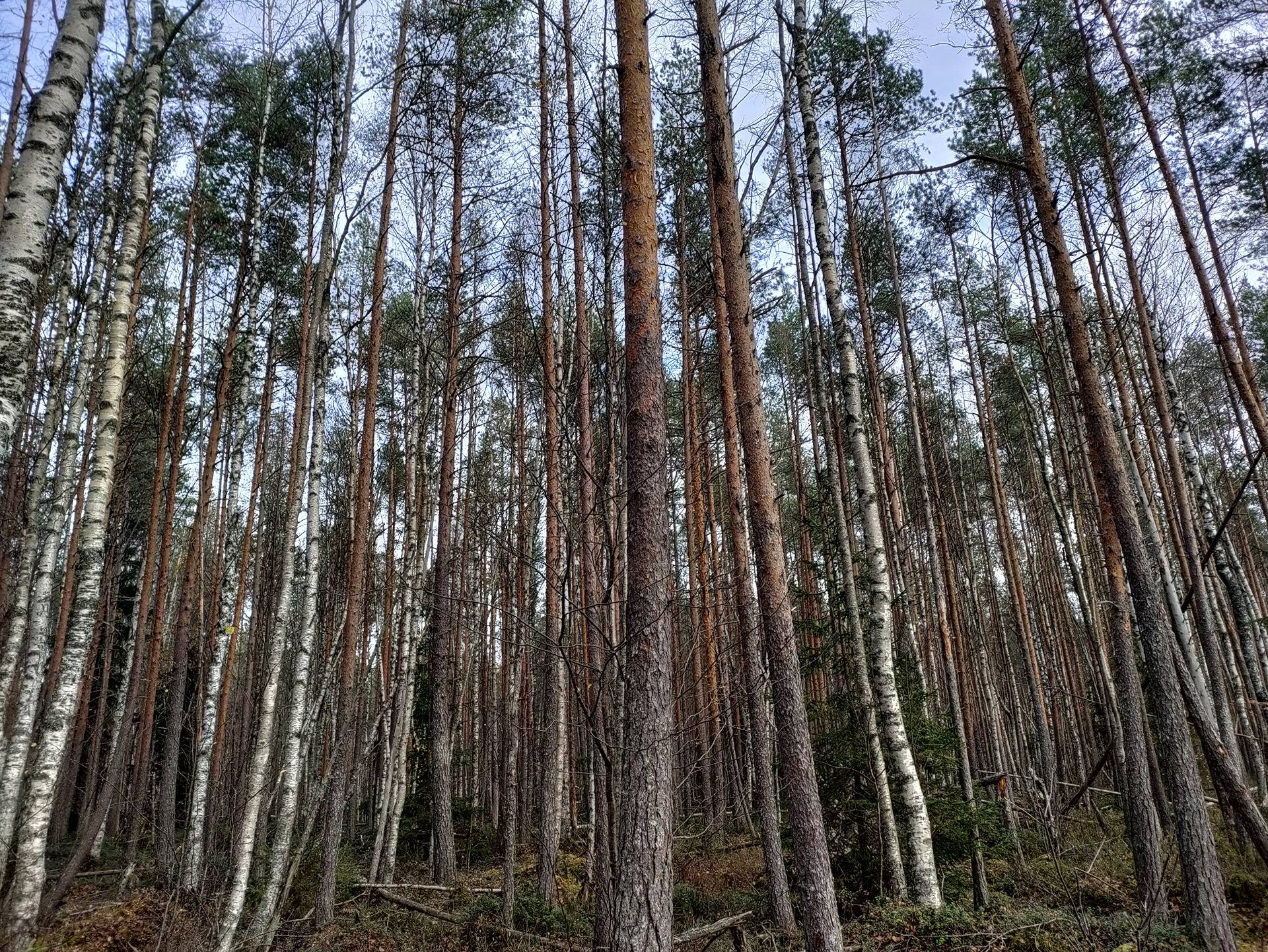 Metsäkyppelä 208-404-5-64 1