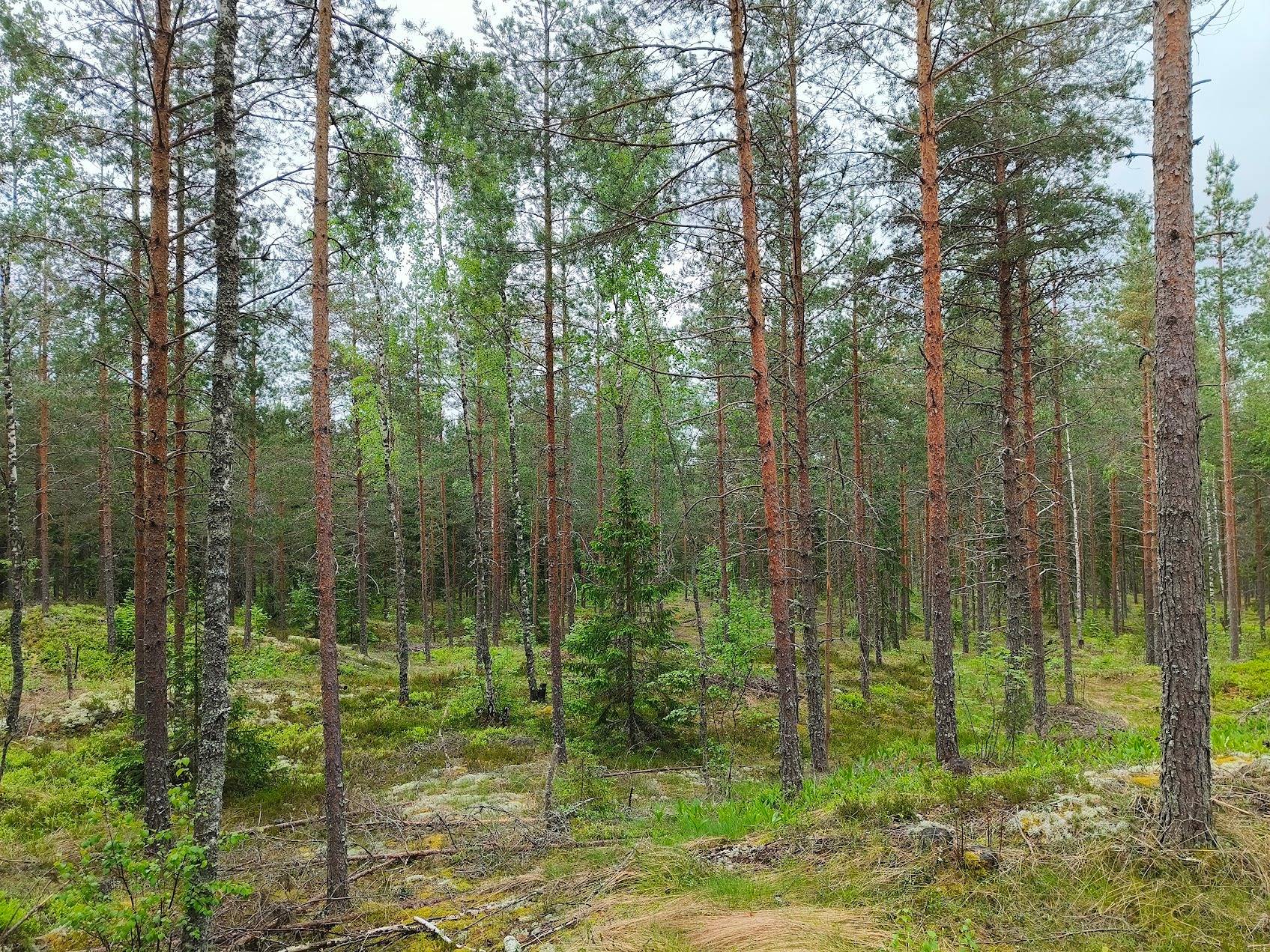 Autiorinne 489-402-1-95, Autiovuori 489-402-1-94, Suonperä 489-402-1-91, Suontaus 2 489-402-1-139 ja Harju 489-402-1-120 (määräala) 1