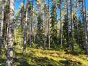 Kolme metsätilaa Pomarkussa, Kaskisto, Kaunismäki, Topo 1