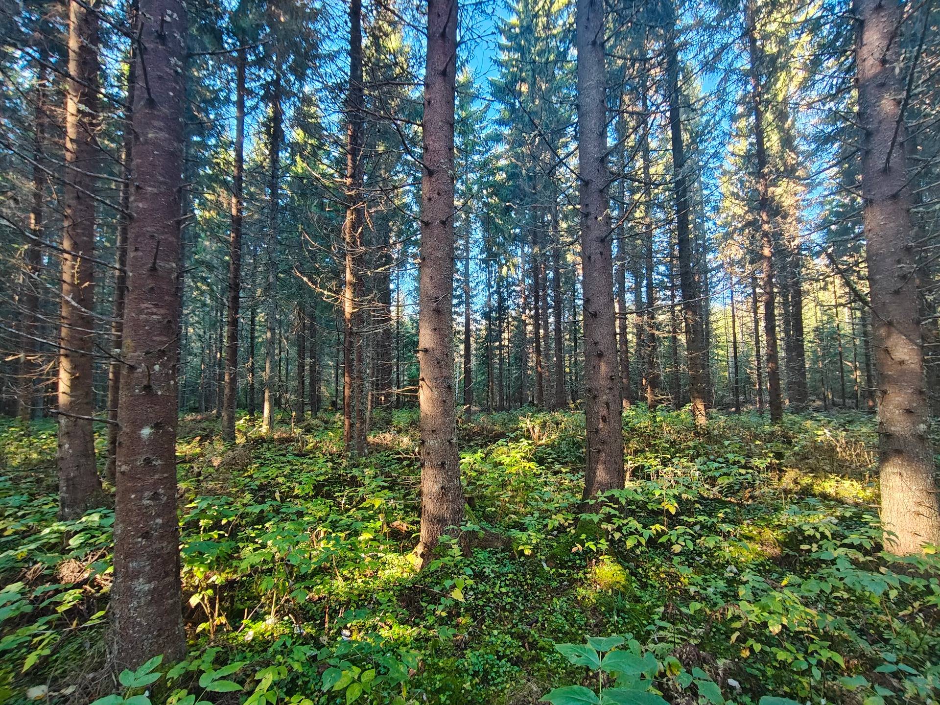 Viken 8:21, Lappfjärd/Lapväärtti 1