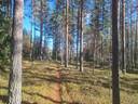 SORALA 108-434-1-40 (Metsää ja lopettava soranottoalue) 1