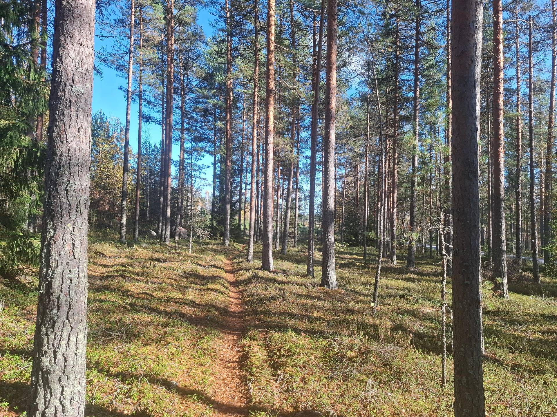 SORALA 108-434-1-40 (Metsää ja lopettava soranottoalue) 1