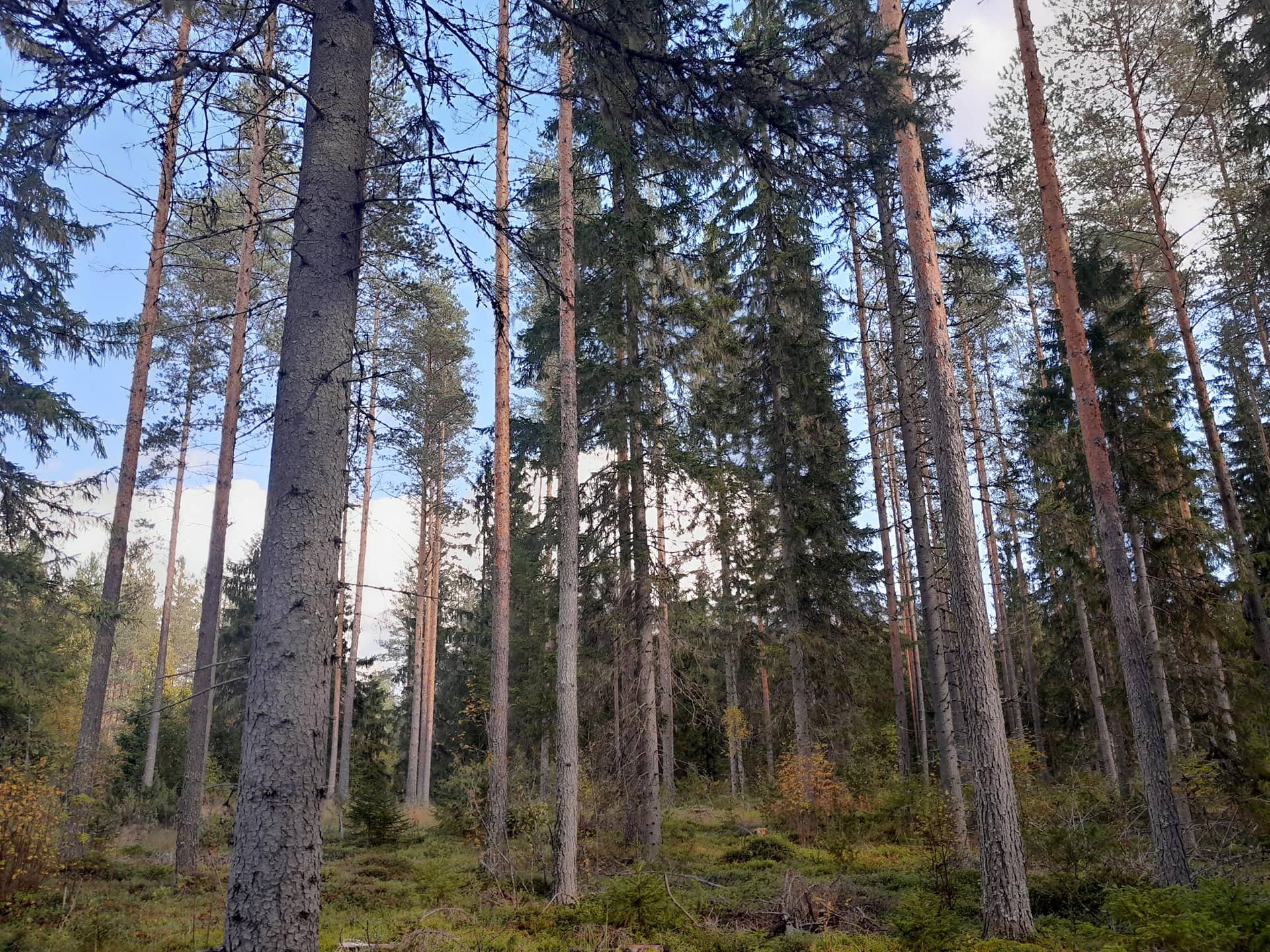 Aurinkorinne 249-402-5-591 1