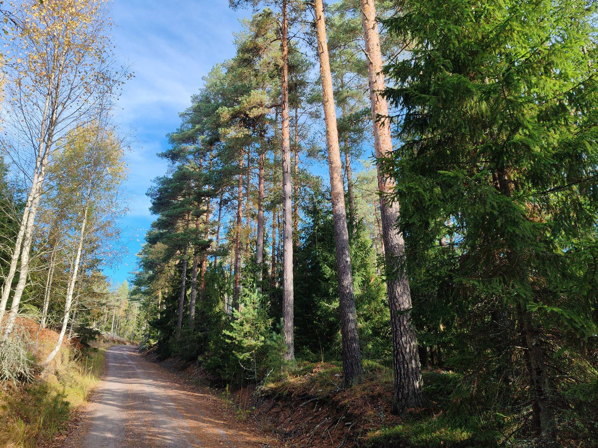 Metsämääräala tilasta Järvenpää 1:112, Salo, Leilä 1
