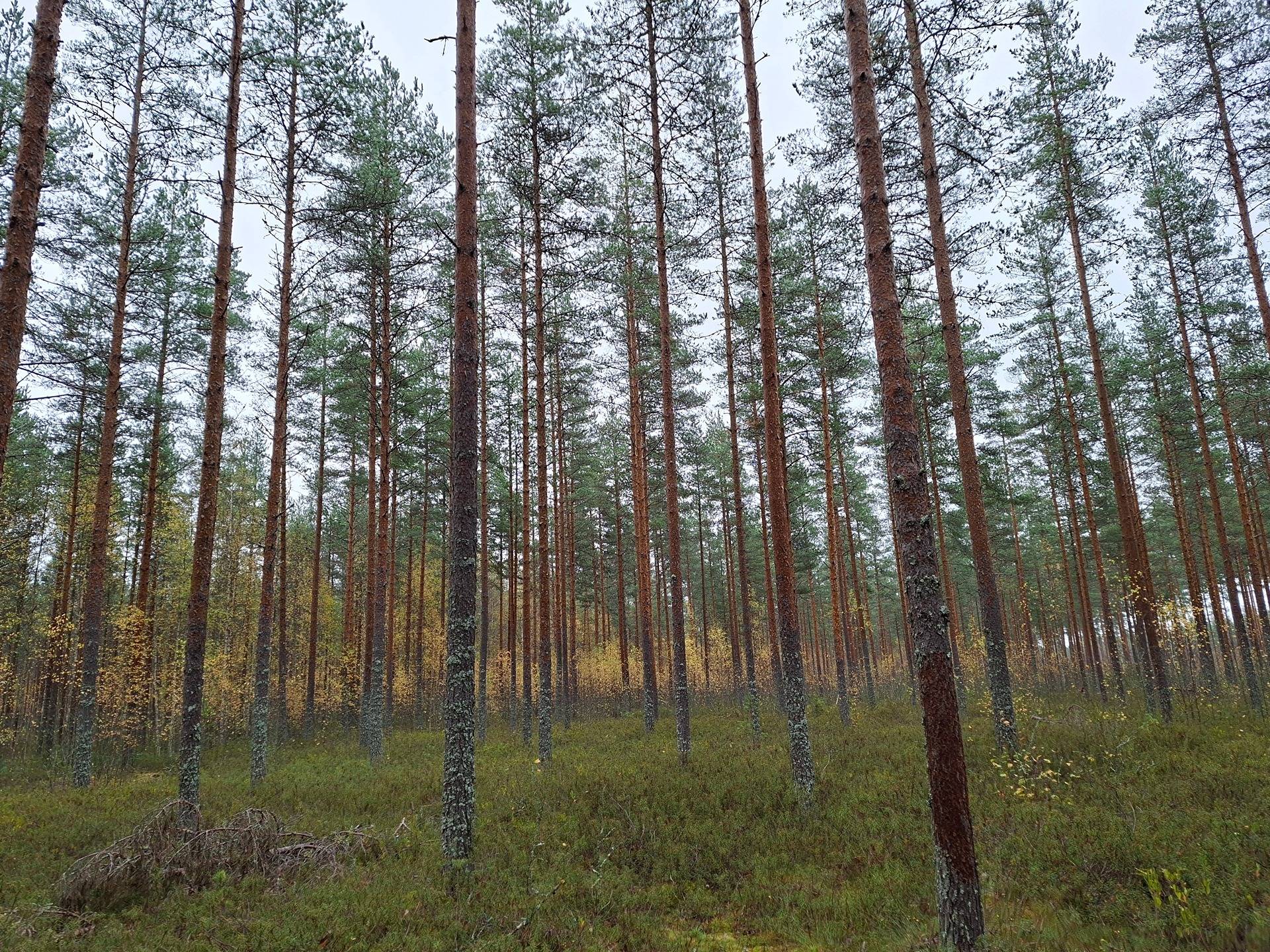 Mäntysuo 700-435-3-27 1