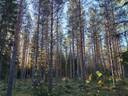 Peltolanmetsä 935-419-4-15 1