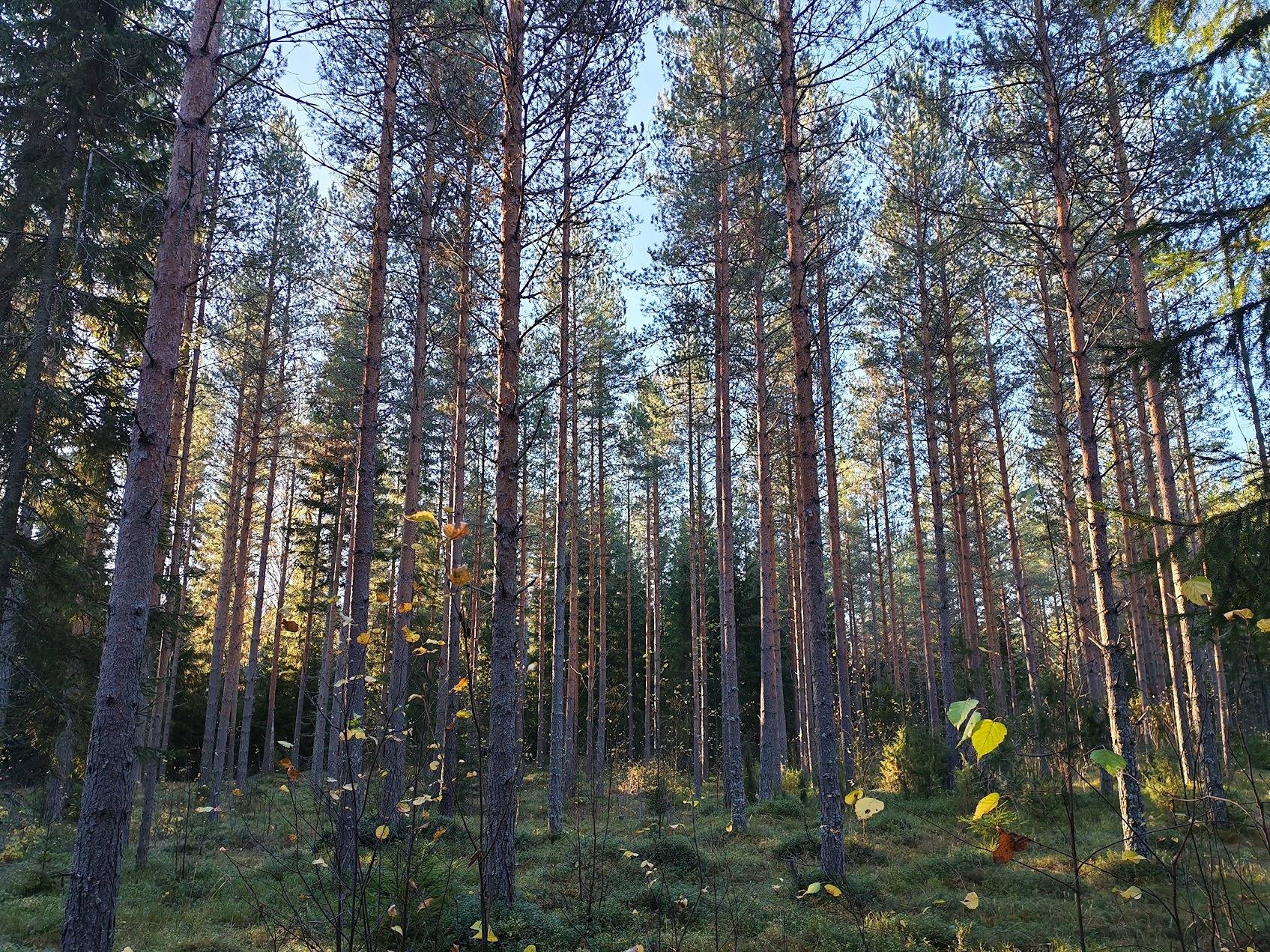Peltolanmetsä 935-419-4-15 1