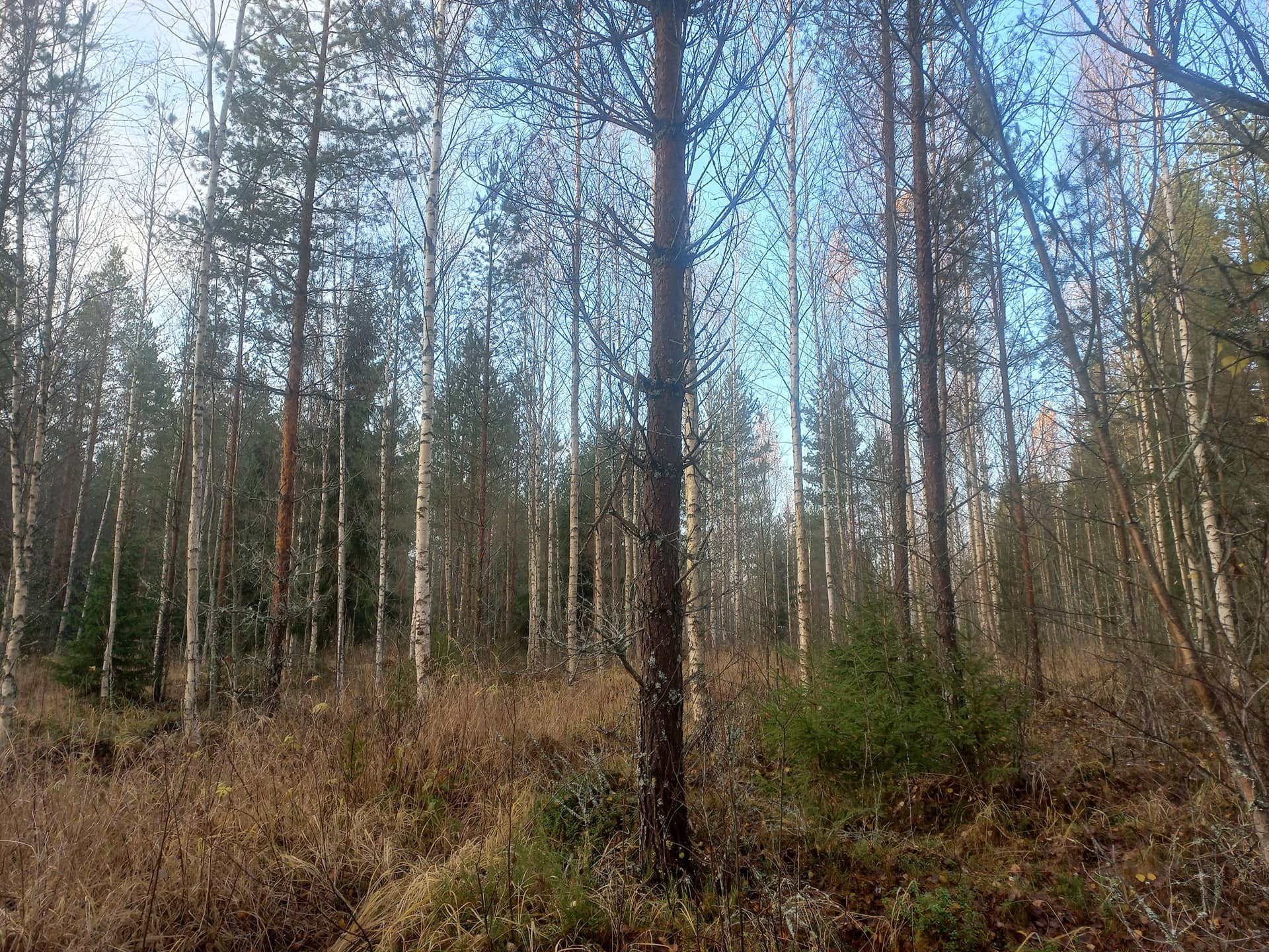 Kurikka Huvipalat 301-407-3-274 1
