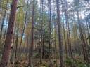 Jalasjärvi Metsälä 164-403-1-228 1