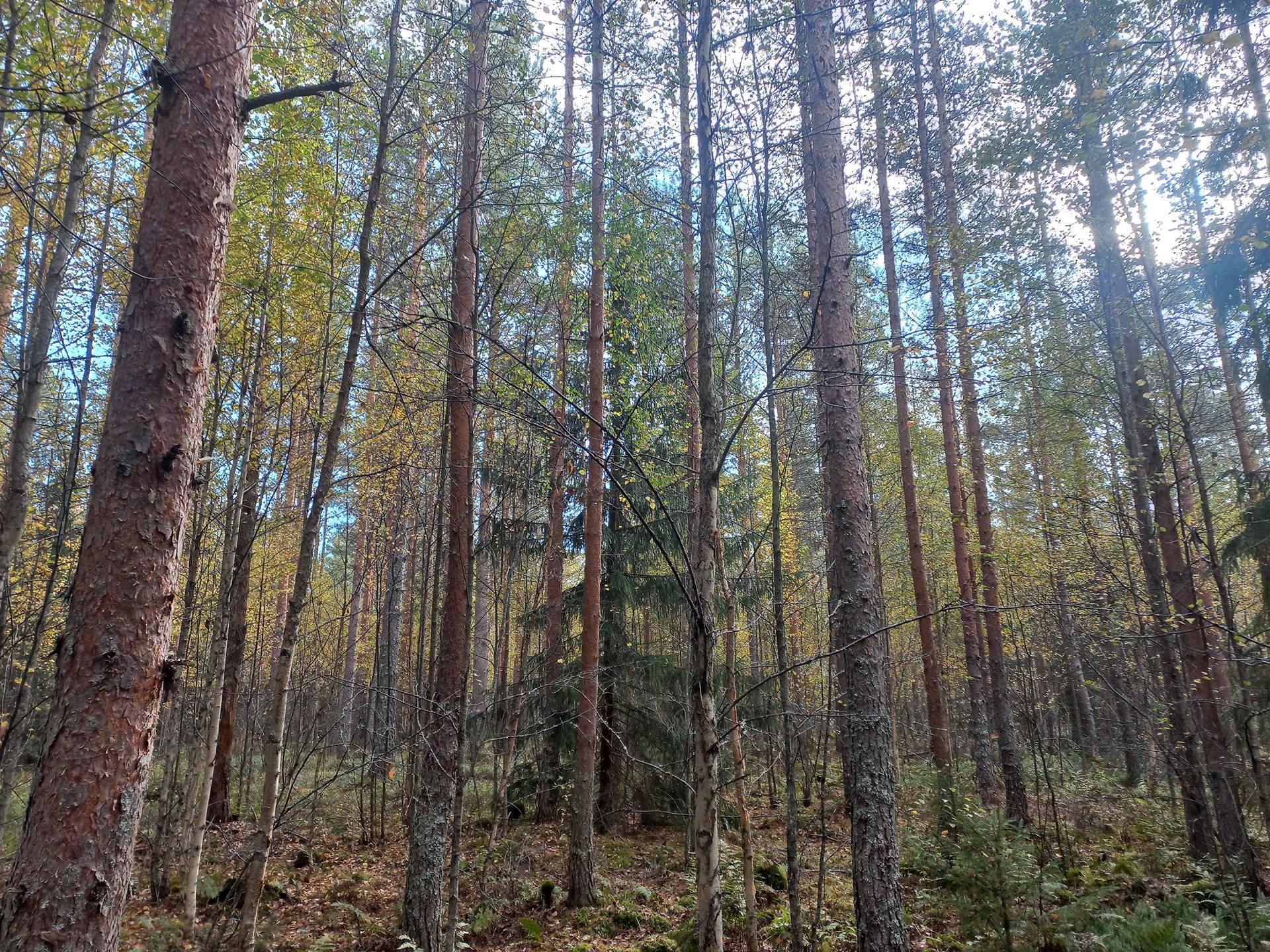 Jalasjärvi Metsälä 164-403-1-228 1