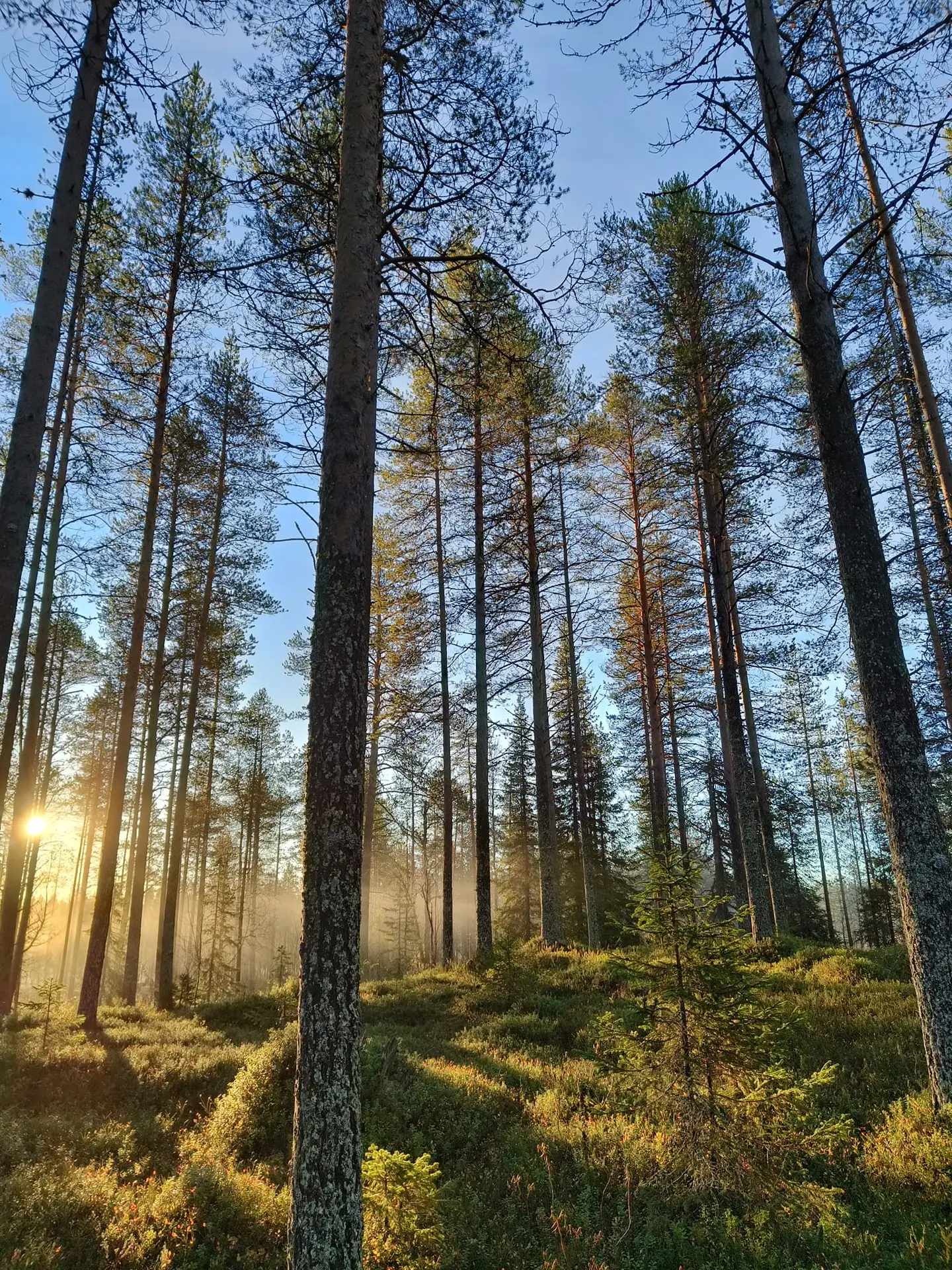 Torangintaus, määräala 305-411-153-11 1