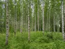 Ylähovi 831-450-4-37, Pikku-Hovi 831-450-4-35 ja Tapiola 831-450-4-8 1