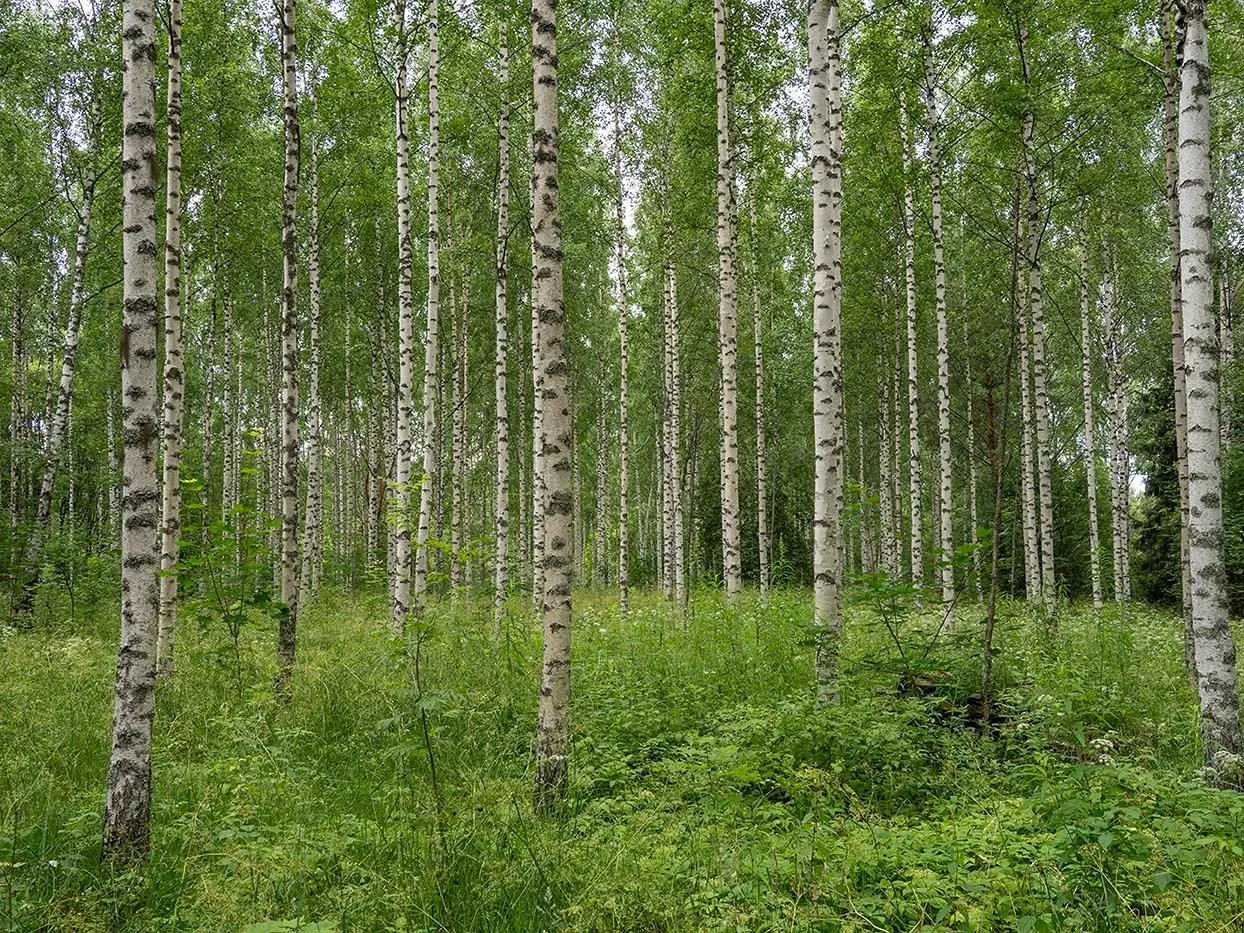 Ylähovi 831-450-4-37, Pikku-Hovi 831-450-4-35 ja Tapiola 831-450-4-8 1