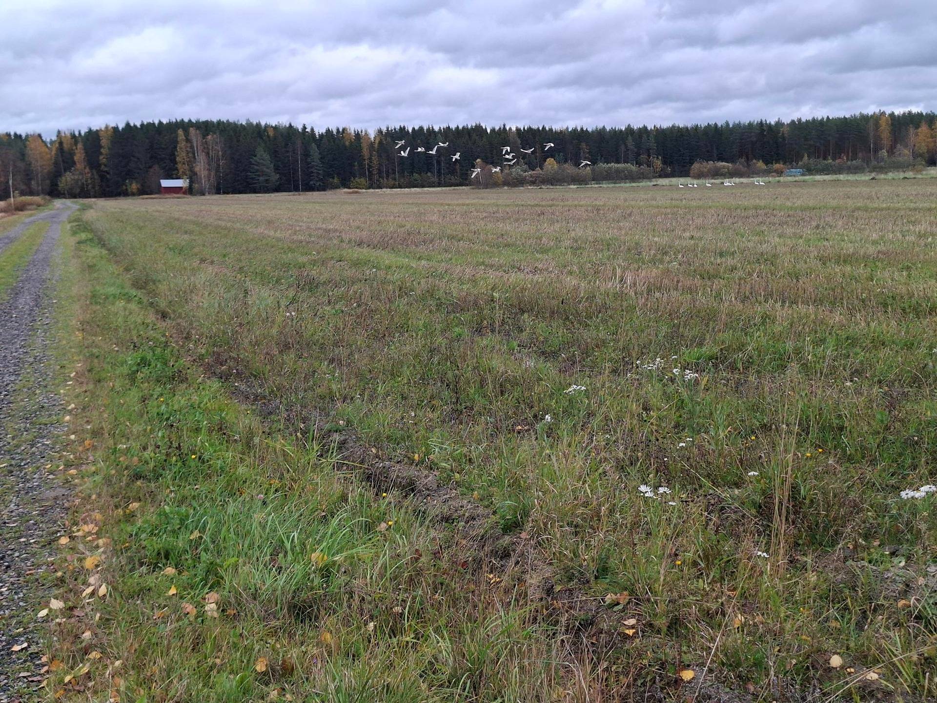 AHOLA 426-409-12-14, Roukalahti 1