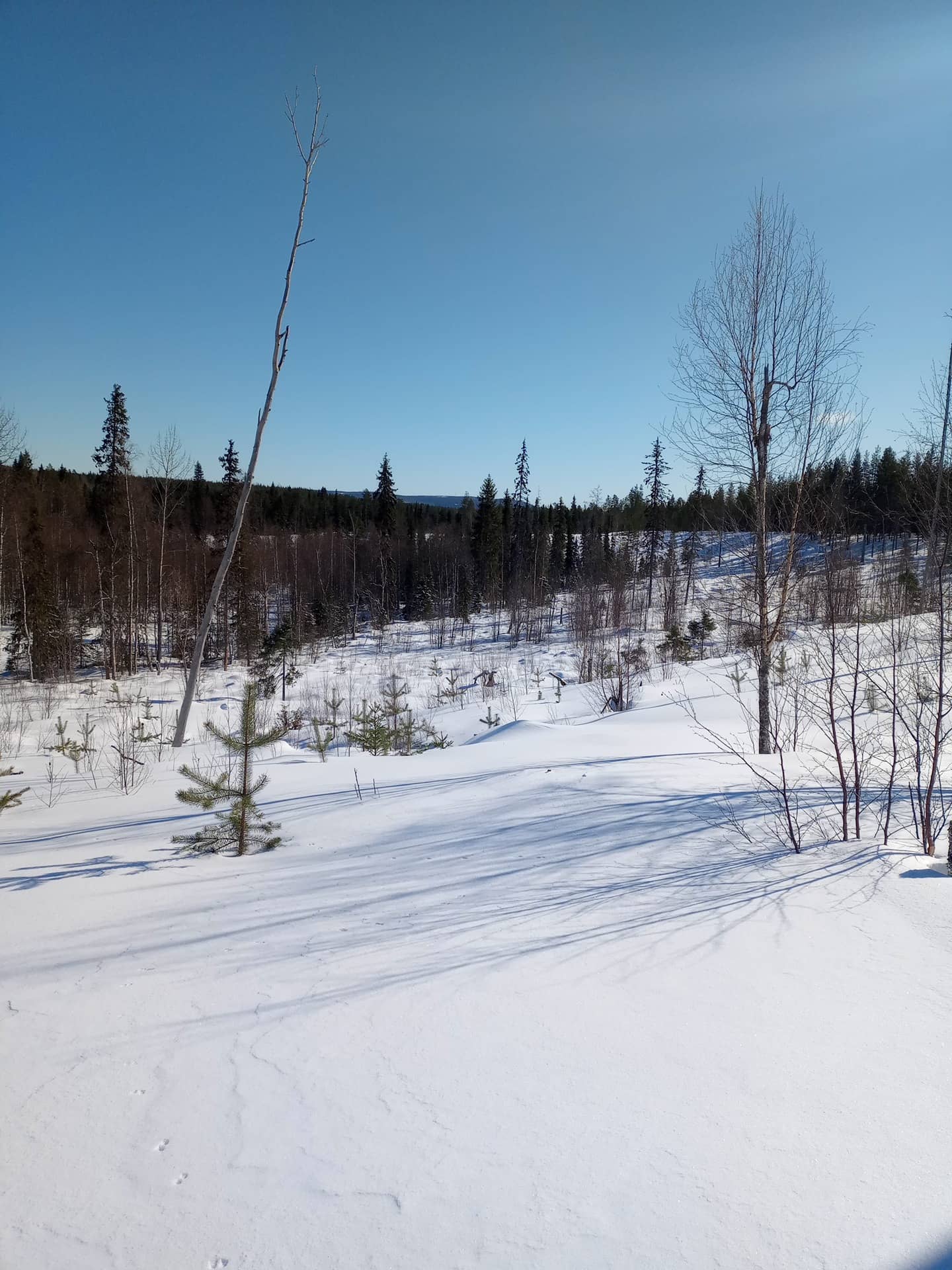 Ainola 698-402-2-147 määräala 1