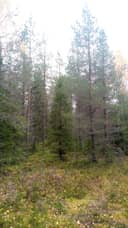 Lisä-Koivikko 698-410-3-3 1