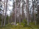 Aroharju 732-405-3-7 ja Sallan yhteismetsäosuus 1